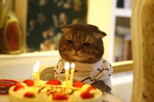 birthday_cat_sad
